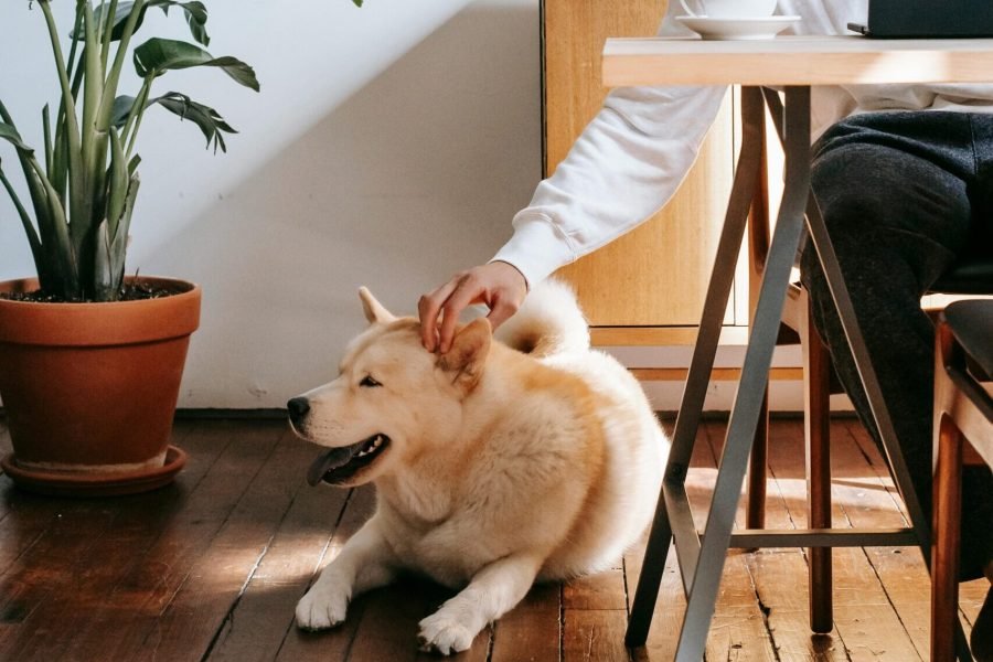 pexels-zen-chung-5749080